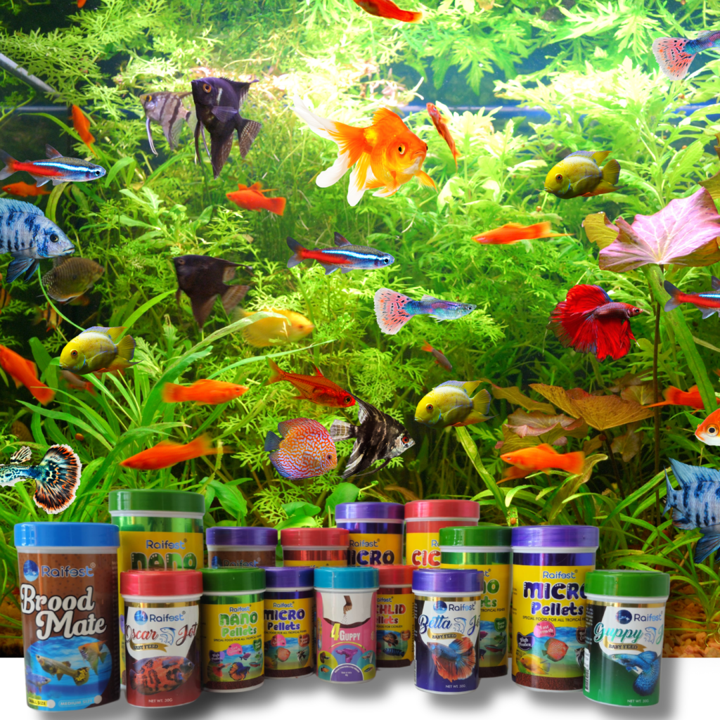 Ornamental Fish Feed Raifest
