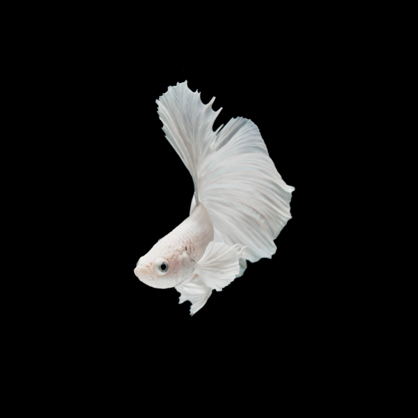 White Fish Feed